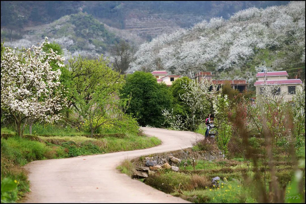 【春天,广西桂林灌阳县向您发出邀请!】我们在灌阳看梨花 - 游山玩水 - 黄冈生活社区 - 黄冈28生活网 hg.28life.com
