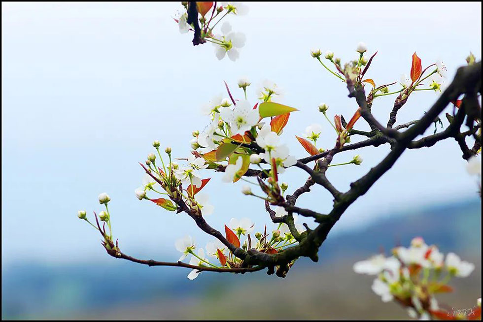 【春天,广西桂林灌阳县向您发出邀请!】我们在灌阳看梨花 - 游山玩水 - 黄冈生活社区 - 黄冈28生活网 hg.28life.com