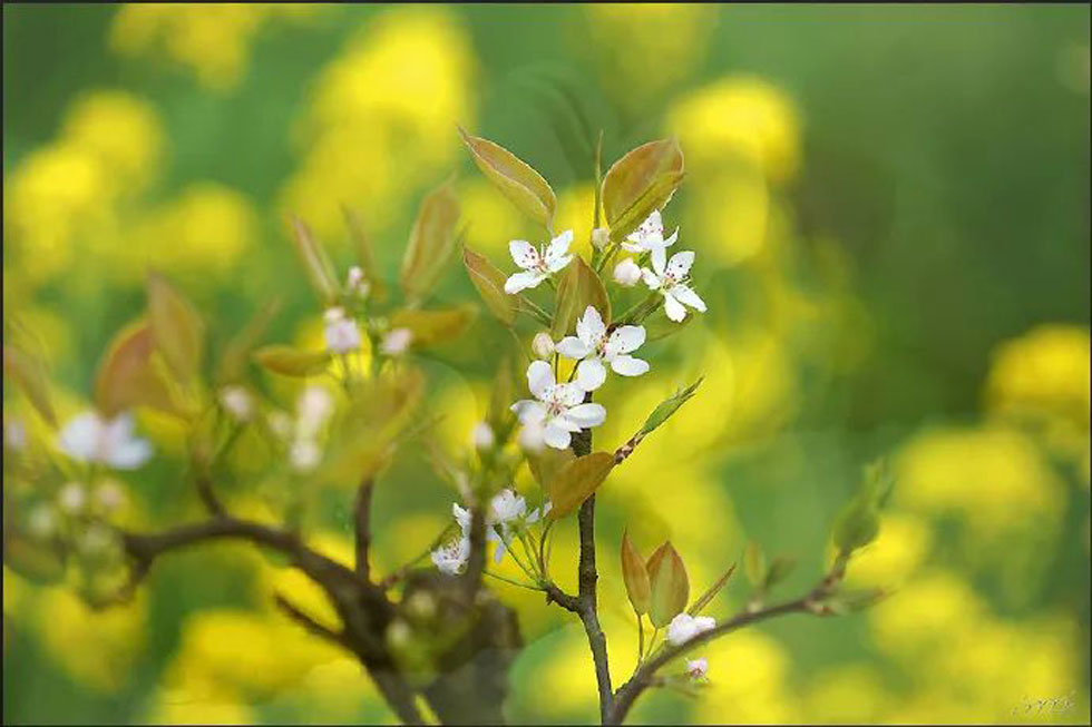 【春天,广西桂林灌阳县向您发出邀请!】我们在灌阳看梨花 - 游山玩水 - 黄冈生活社区 - 黄冈28生活网 hg.28life.com