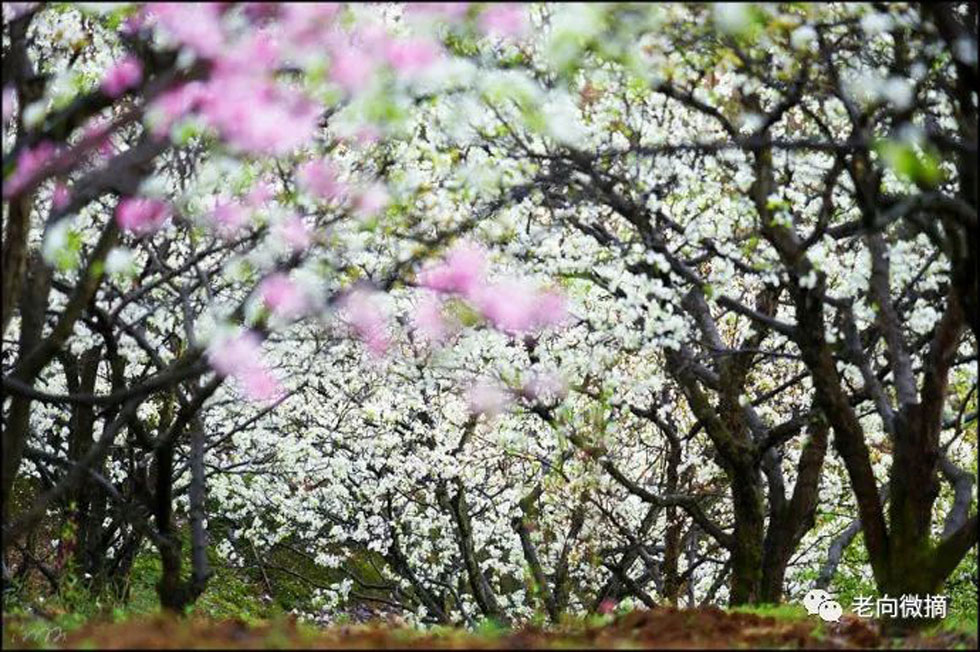 【春天,广西桂林灌阳县向您发出邀请!】我们在灌阳看梨花 - 游山玩水 - 黄冈生活社区 - 黄冈28生活网 hg.28life.com