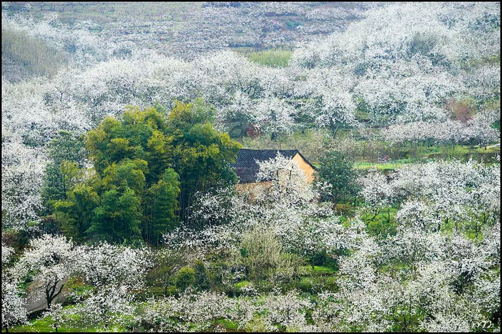 【春天,广西桂林灌阳县向您发出邀请!】我们在灌阳看梨花 - 游山玩水 - 黄冈生活社区 - 黄冈28生活网 hg.28life.com
