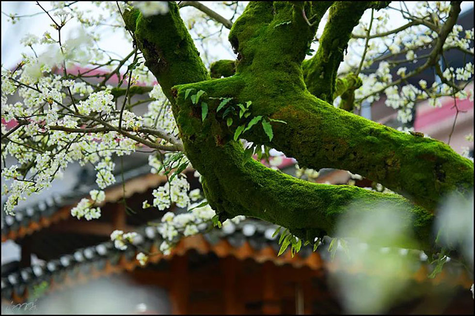 【春天,广西桂林灌阳县向您发出邀请!】我们在灌阳看梨花 - 游山玩水 - 黄冈生活社区 - 黄冈28生活网 hg.28life.com