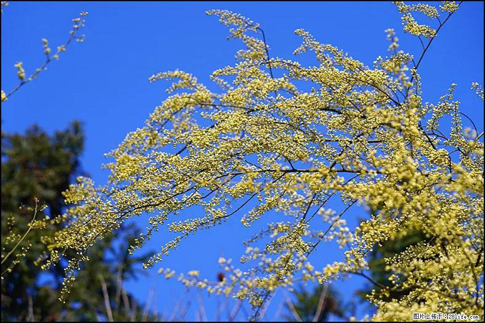 【春天，广西桂林灌阳县向您发出邀请！】米珠山前有片山苍子花在飘香 - 游山玩水 - 黄冈生活社区 - 黄冈28生活网 hg.28life.com