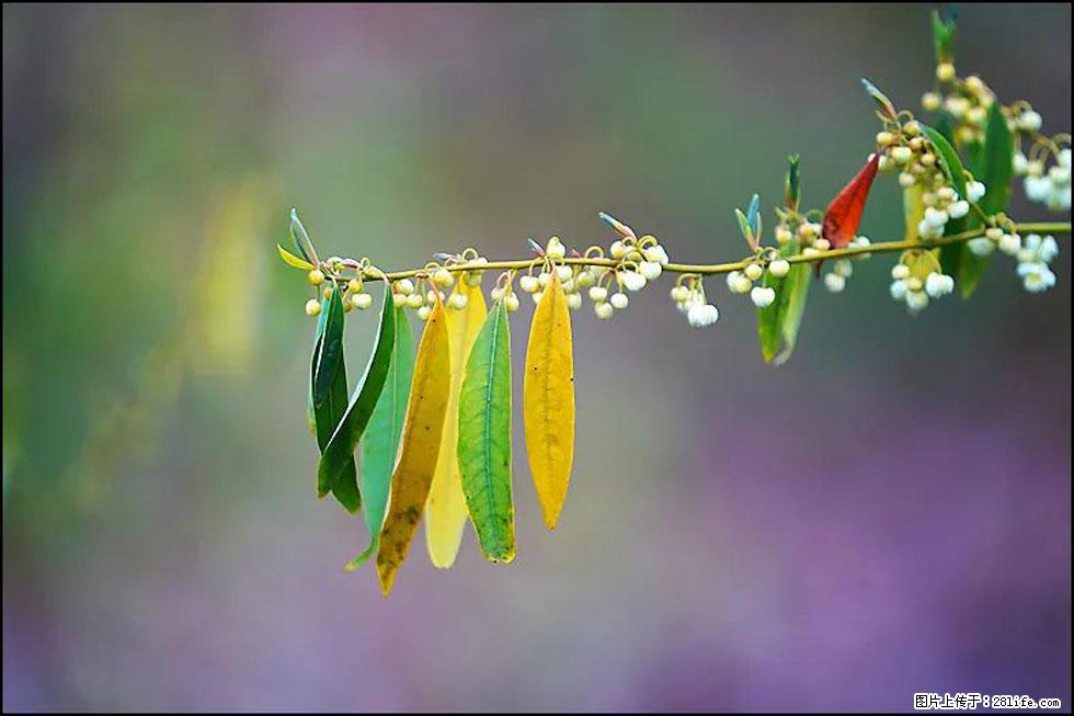 【春天，广西桂林灌阳县向您发出邀请！】米珠山前有片山苍子花在飘香 - 游山玩水 - 黄冈生活社区 - 黄冈28生活网 hg.28life.com