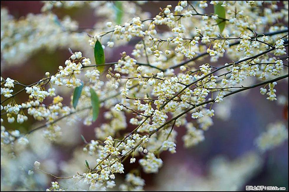 【春天，广西桂林灌阳县向您发出邀请！】米珠山前有片山苍子花在飘香 - 游山玩水 - 黄冈生活社区 - 黄冈28生活网 hg.28life.com