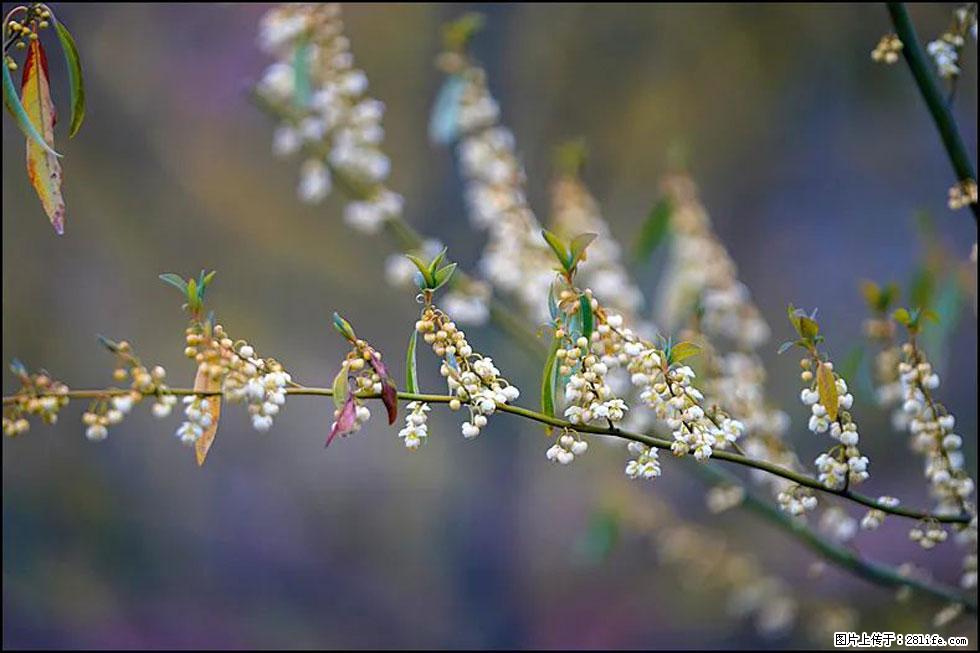 【春天，广西桂林灌阳县向您发出邀请！】米珠山前有片山苍子花在飘香 - 游山玩水 - 黄冈生活社区 - 黄冈28生活网 hg.28life.com