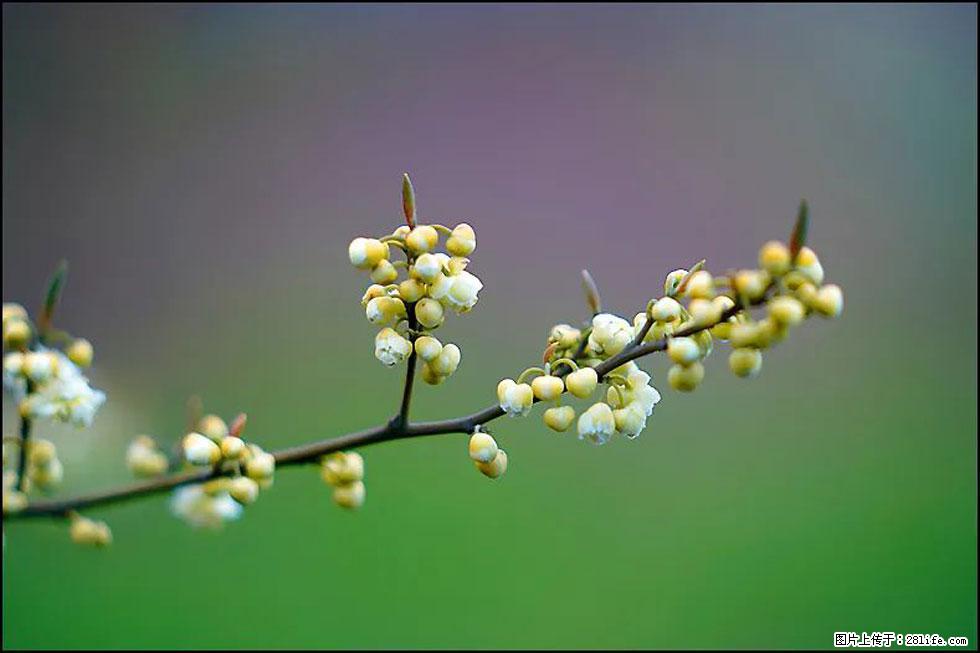 【春天，广西桂林灌阳县向您发出邀请！】米珠山前有片山苍子花在飘香 - 游山玩水 - 黄冈生活社区 - 黄冈28生活网 hg.28life.com
