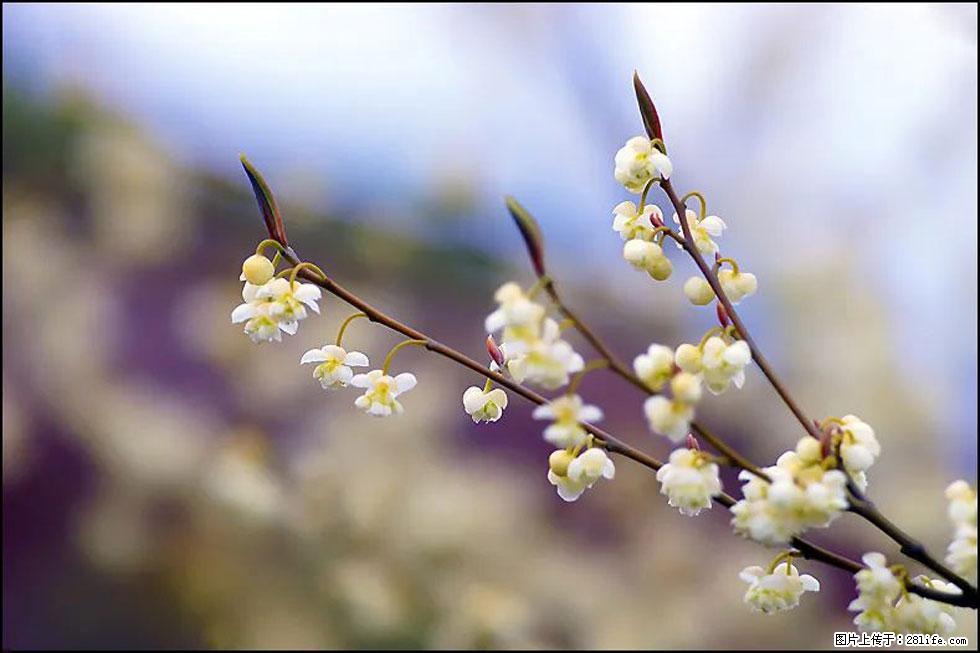 【春天，广西桂林灌阳县向您发出邀请！】米珠山前有片山苍子花在飘香 - 游山玩水 - 黄冈生活社区 - 黄冈28生活网 hg.28life.com