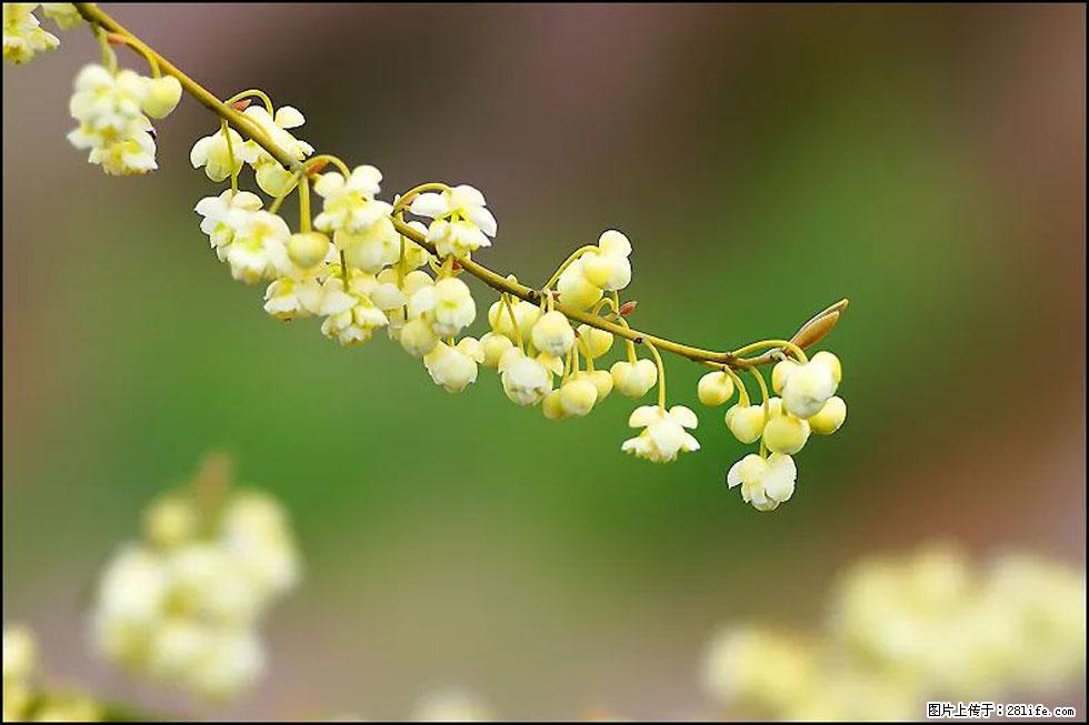 【春天，广西桂林灌阳县向您发出邀请！】米珠山前有片山苍子花在飘香 - 游山玩水 - 黄冈生活社区 - 黄冈28生活网 hg.28life.com