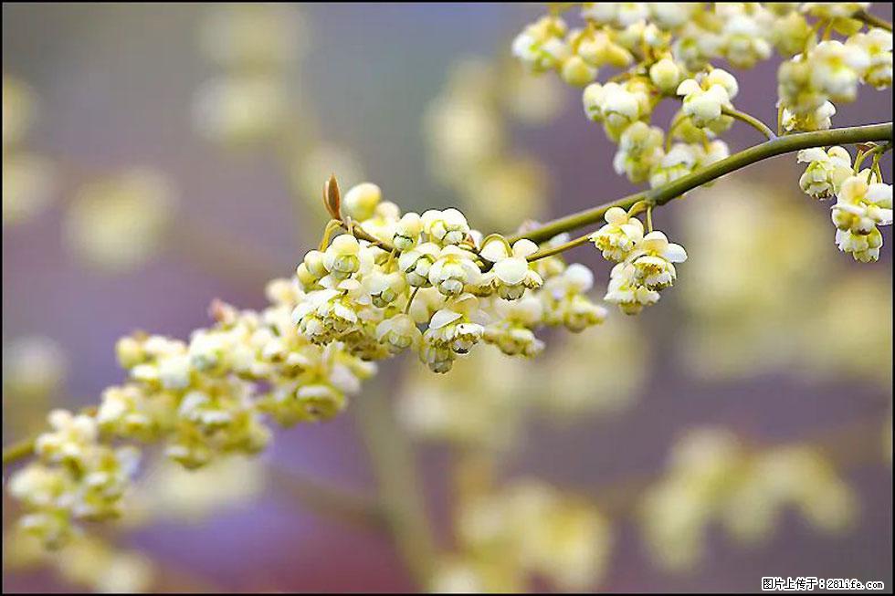 【春天，广西桂林灌阳县向您发出邀请！】米珠山前有片山苍子花在飘香 - 游山玩水 - 黄冈生活社区 - 黄冈28生活网 hg.28life.com