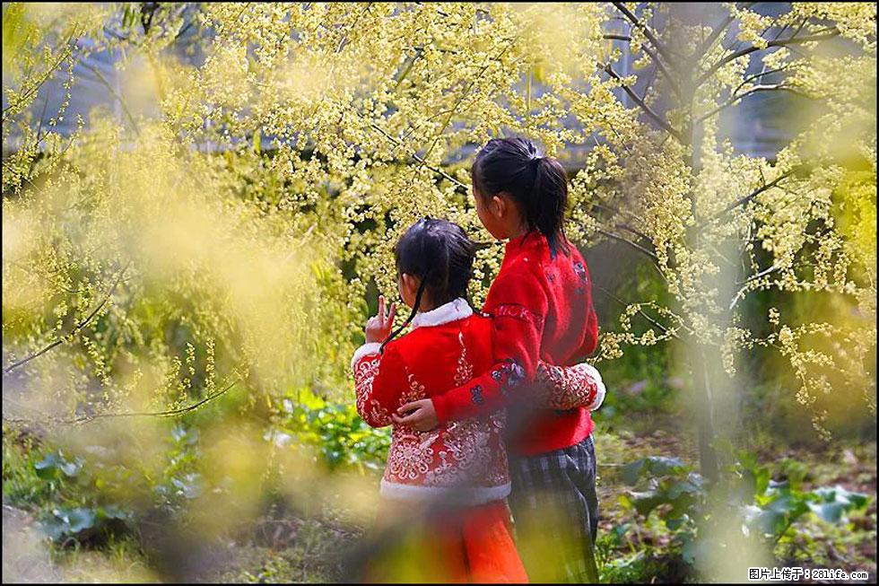 【春天，广西桂林灌阳县向您发出邀请！】米珠山前有片山苍子花在飘香 - 游山玩水 - 黄冈生活社区 - 黄冈28生活网 hg.28life.com