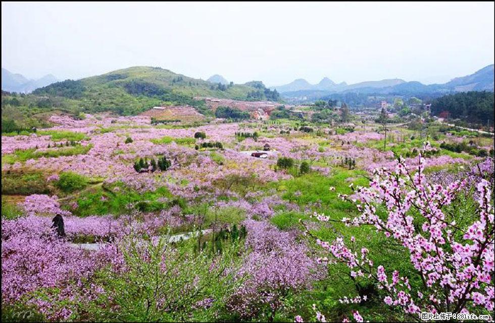 【春天,广西桂林灌阳县向您发出邀请!】官庄村有个醉美的桃花园 - 游山玩水 - 黄冈生活社区 - 黄冈28生活网 hg.28life.com