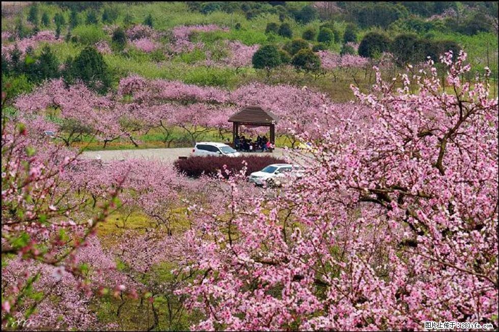 【春天,广西桂林灌阳县向您发出邀请!】官庄村有个醉美的桃花园 - 游山玩水 - 黄冈生活社区 - 黄冈28生活网 hg.28life.com