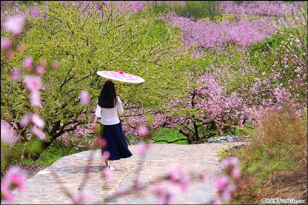【春天,广西桂林灌阳县向您发出邀请!】官庄村有个醉美的桃花园 - 游山玩水 - 黄冈生活社区 - 黄冈28生活网 hg.28life.com