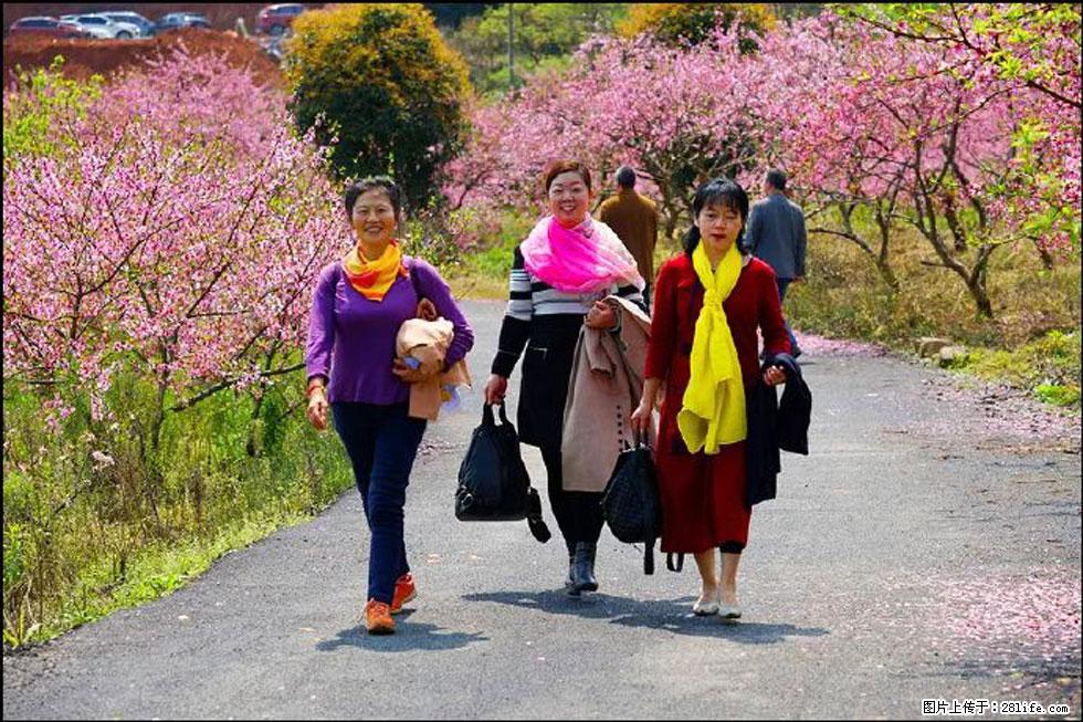 【春天,广西桂林灌阳县向您发出邀请!】官庄村有个醉美的桃花园 - 游山玩水 - 黄冈生活社区 - 黄冈28生活网 hg.28life.com