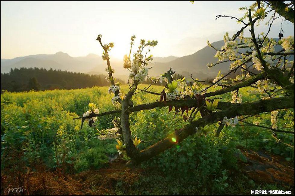 【春天,广西桂林灌阳县向您发出邀请!】长坪村油菜盛情花开 - 游山玩水 - 黄冈生活社区 - 黄冈28生活网 hg.28life.com