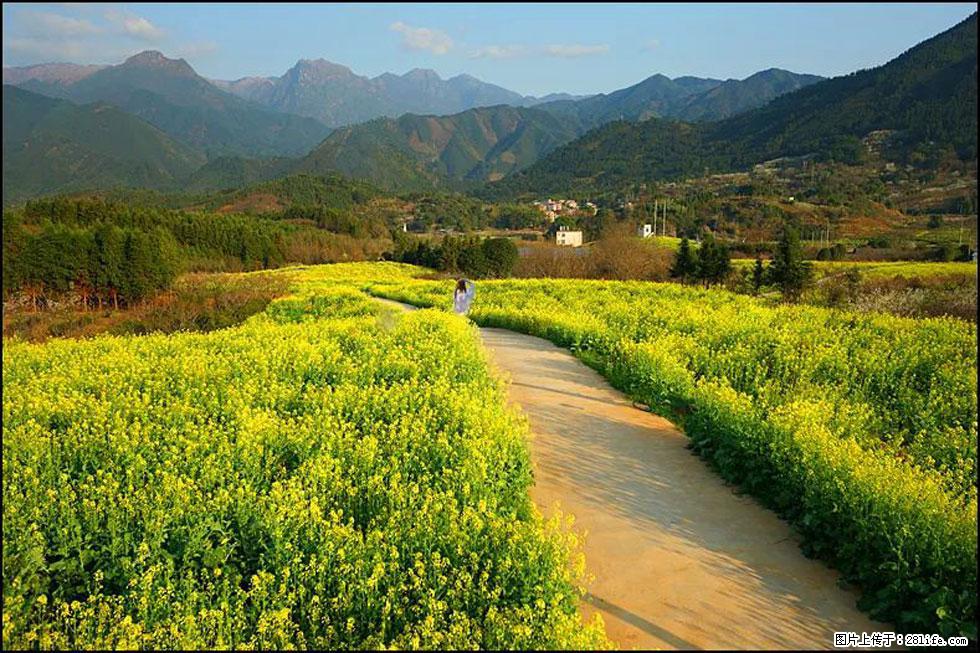 【春天,广西桂林灌阳县向您发出邀请!】长坪村油菜盛情花开 - 游山玩水 - 黄冈生活社区 - 黄冈28生活网 hg.28life.com