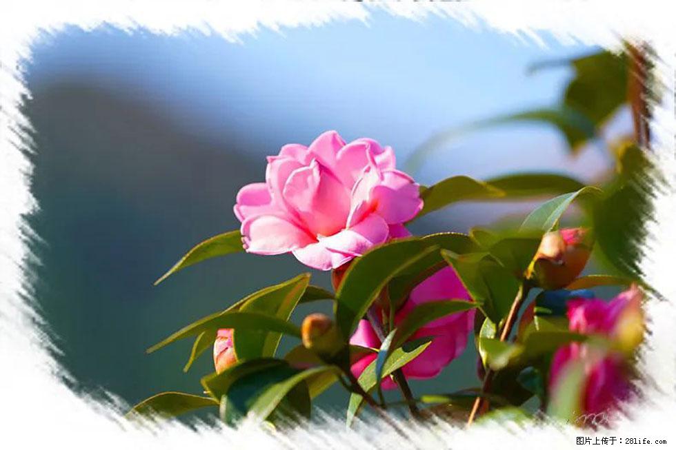 【春天,广西桂林灌阳县向您发出邀请!】杨柳井茶花惹人爱 - 游山玩水 - 黄冈生活社区 - 黄冈28生活网 hg.28life.com