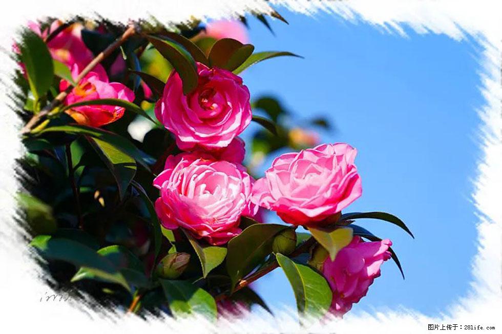 【春天,广西桂林灌阳县向您发出邀请!】杨柳井茶花惹人爱 - 游山玩水 - 黄冈生活社区 - 黄冈28生活网 hg.28life.com