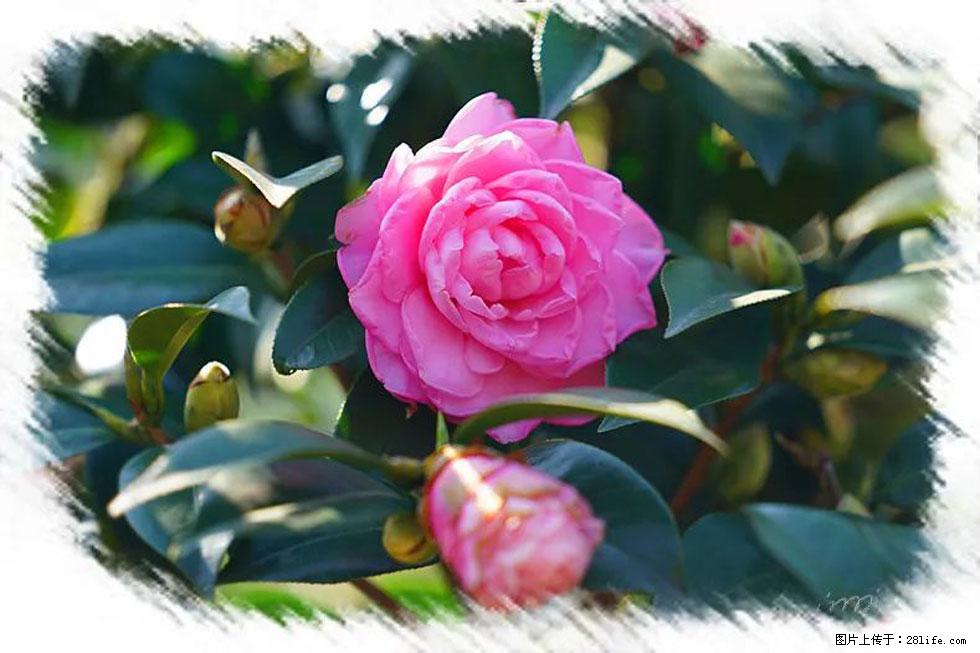 【春天,广西桂林灌阳县向您发出邀请!】杨柳井茶花惹人爱 - 游山玩水 - 黄冈生活社区 - 黄冈28生活网 hg.28life.com