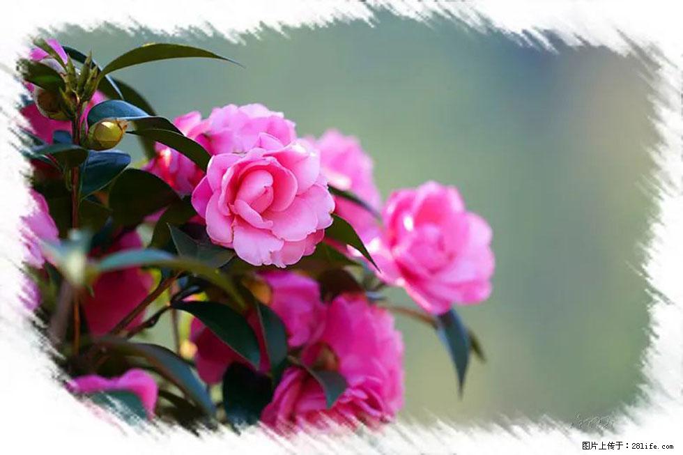 【春天,广西桂林灌阳县向您发出邀请!】杨柳井茶花惹人爱 - 游山玩水 - 黄冈生活社区 - 黄冈28生活网 hg.28life.com