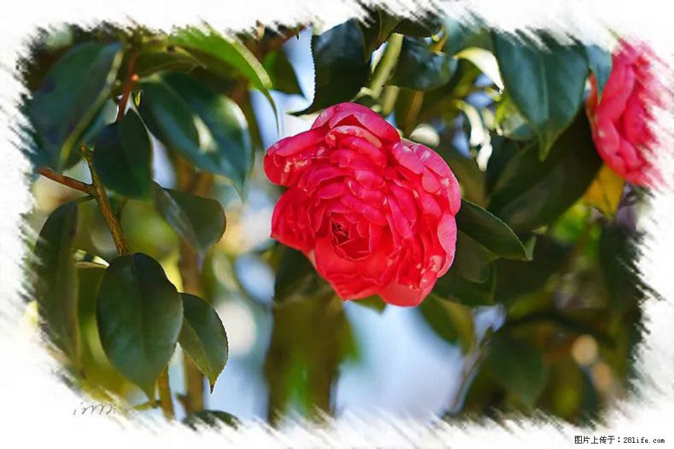 【春天,广西桂林灌阳县向您发出邀请!】杨柳井茶花惹人爱 - 游山玩水 - 黄冈生活社区 - 黄冈28生活网 hg.28life.com