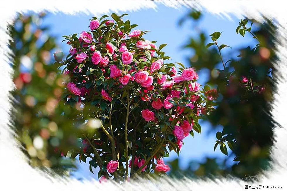 【春天,广西桂林灌阳县向您发出邀请!】杨柳井茶花惹人爱 - 游山玩水 - 黄冈生活社区 - 黄冈28生活网 hg.28life.com