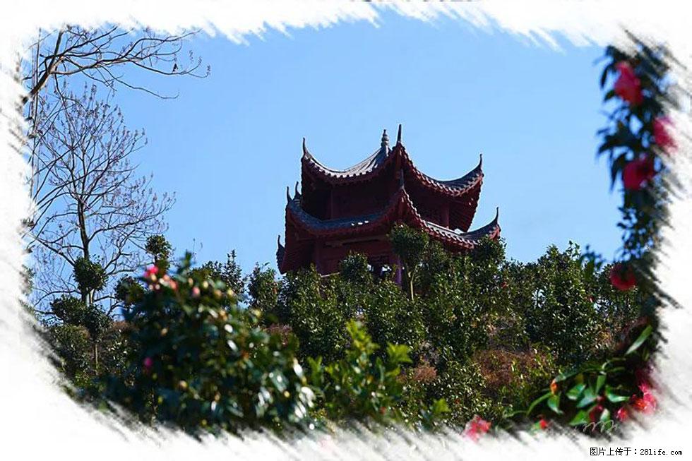 【春天,广西桂林灌阳县向您发出邀请!】杨柳井茶花惹人爱 - 游山玩水 - 黄冈生活社区 - 黄冈28生活网 hg.28life.com