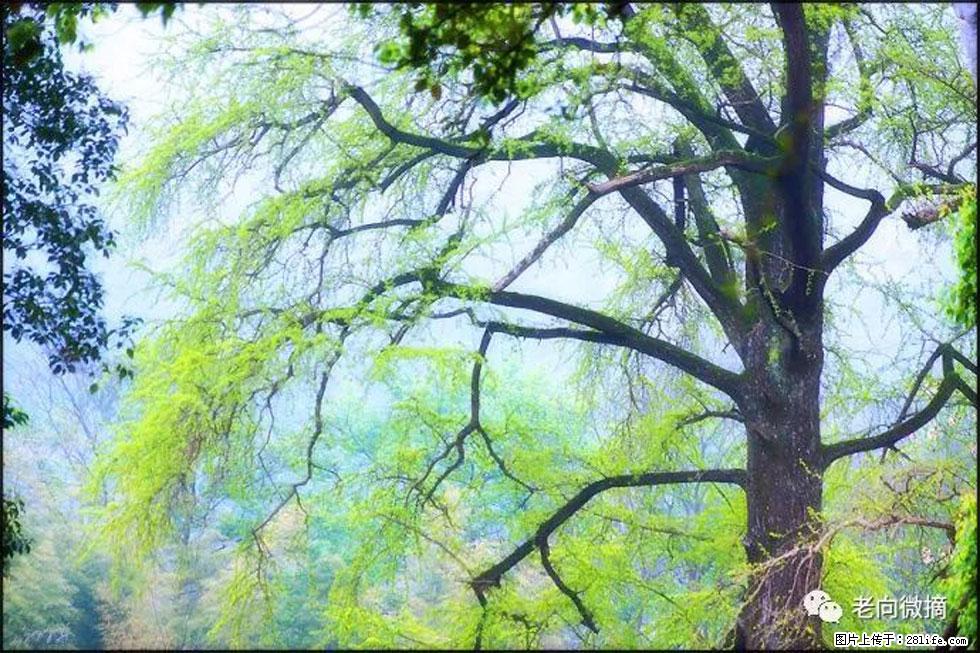 【春天,广西桂林灌阳县向您发出邀请!】在小龙村与春天约会 - 游山玩水 - 黄冈生活社区 - 黄冈28生活网 hg.28life.com