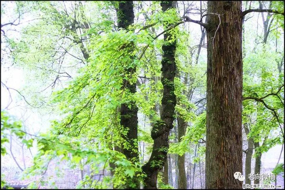 【春天,广西桂林灌阳县向您发出邀请!】在小龙村与春天约会 - 游山玩水 - 黄冈生活社区 - 黄冈28生活网 hg.28life.com