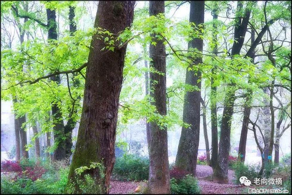 【春天,广西桂林灌阳县向您发出邀请!】在小龙村与春天约会 - 游山玩水 - 黄冈生活社区 - 黄冈28生活网 hg.28life.com