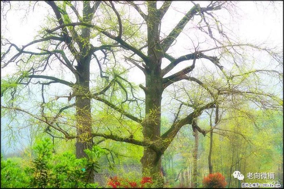 【春天,广西桂林灌阳县向您发出邀请!】在小龙村与春天约会 - 游山玩水 - 黄冈生活社区 - 黄冈28生活网 hg.28life.com