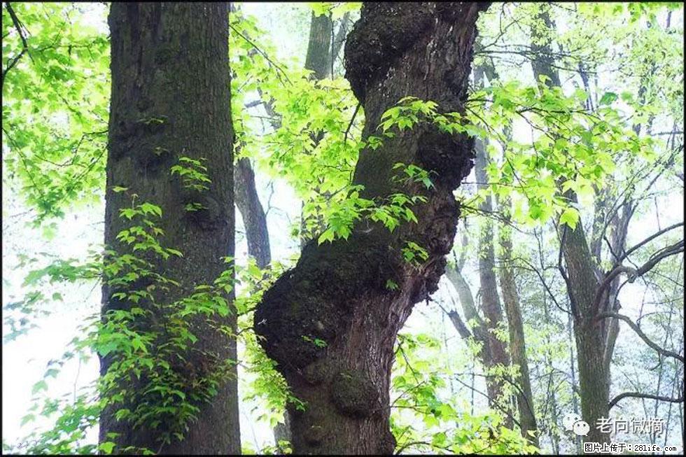 【春天,广西桂林灌阳县向您发出邀请!】在小龙村与春天约会 - 游山玩水 - 黄冈生活社区 - 黄冈28生活网 hg.28life.com