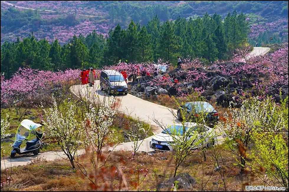 【春天,广西桂林灌阳县向您发出邀请!】望月岭上桃花开 - 游山玩水 - 黄冈生活社区 - 黄冈28生活网 hg.28life.com