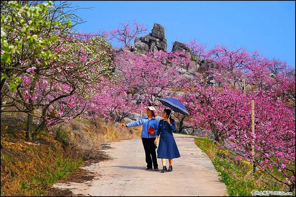 【春天,广西桂林灌阳县向您发出邀请!】望月岭上桃花开 - 游山玩水 - 黄冈生活社区 - 黄冈28生活网 hg.28life.com