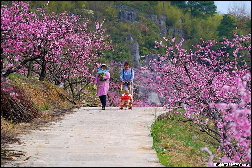 【春天,广西桂林灌阳县向您发出邀请!】望月岭上桃花开 - 游山玩水 - 黄冈生活社区 - 黄冈28生活网 hg.28life.com