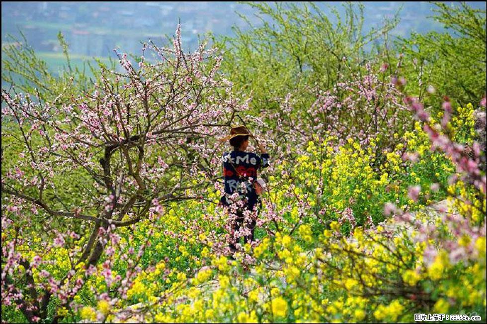 【春天,广西桂林灌阳县向您发出邀请!】望月岭上桃花开 - 游山玩水 - 黄冈生活社区 - 黄冈28生活网 hg.28life.com