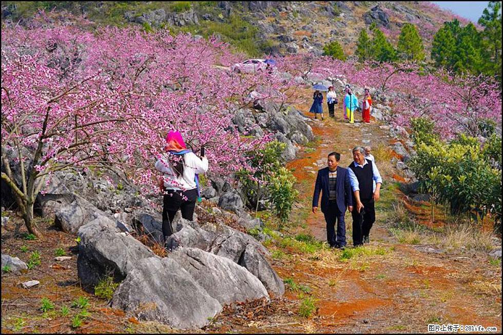 【春天,广西桂林灌阳县向您发出邀请!】望月岭上桃花开 - 游山玩水 - 黄冈生活社区 - 黄冈28生活网 hg.28life.com