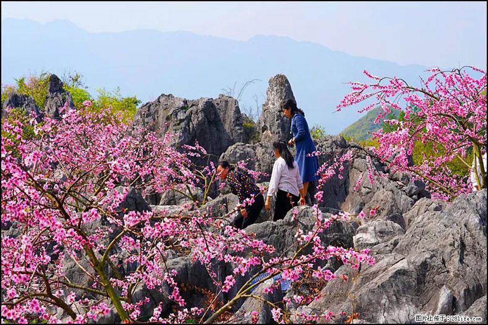 【春天,广西桂林灌阳县向您发出邀请!】望月岭上桃花开 - 游山玩水 - 黄冈生活社区 - 黄冈28生活网 hg.28life.com