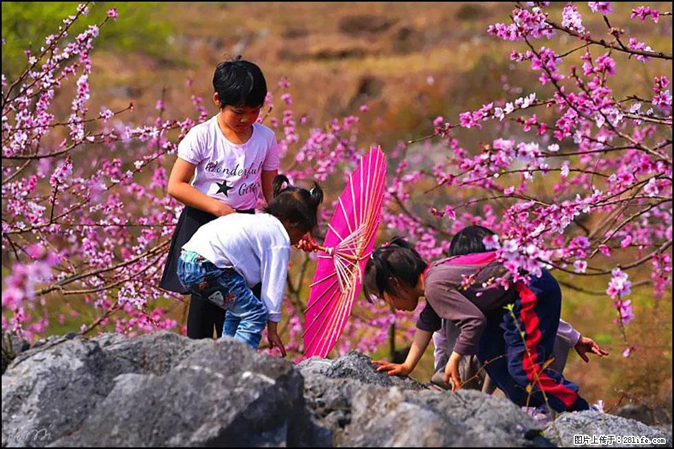 【春天,广西桂林灌阳县向您发出邀请!】望月岭上桃花开 - 游山玩水 - 黄冈生活社区 - 黄冈28生活网 hg.28life.com