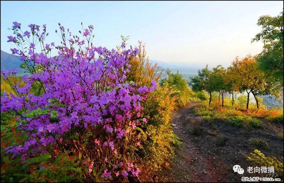 【春天，广西桂林灌阳县向您发出邀请！】登麒麟山，相约映山红 - 游山玩水 - 黄冈生活社区 - 黄冈28生活网 hg.28life.com