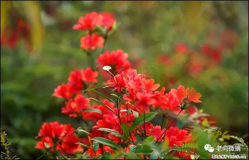【春天，广西桂林灌阳县向您发出邀请！】登麒麟山，相约映山红 - 游山玩水 - 黄冈生活社区 - 黄冈28生活网 hg.28life.com