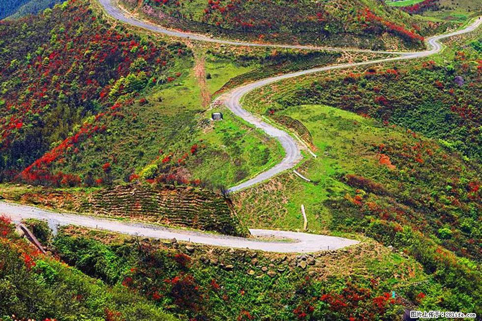 【春天，广西桂林灌阳县向您发出邀请！】春木界上映山红 - 游山玩水 - 黄冈生活社区 - 黄冈28生活网 hg.28life.com