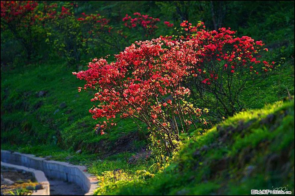 【春天，广西桂林灌阳县向您发出邀请！】春木界上映山红 - 游山玩水 - 黄冈生活社区 - 黄冈28生活网 hg.28life.com