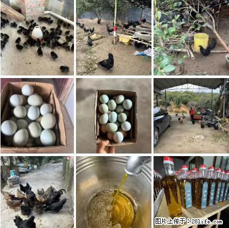 油茶园从小鸡仔开始养起的纯土鸡、土鸡蛋可以预定啦!还有前几天刚榨的纯山茶油哦 - 美食天地 - 黄冈生活社区 - 黄冈28生活网 hg.28life.com