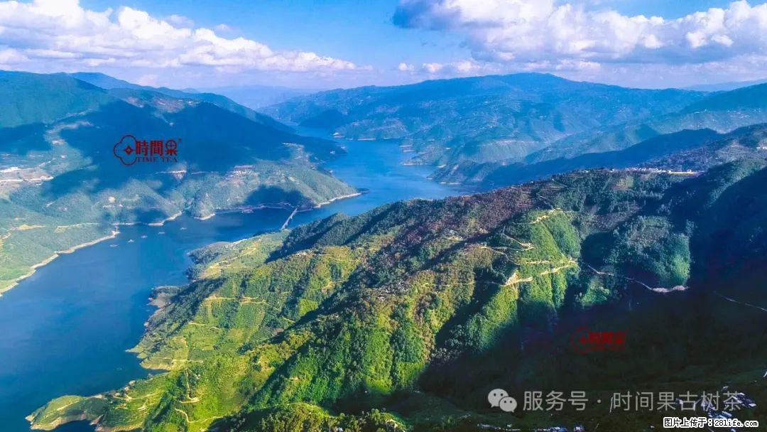 时间果百年古树龙珠普洱生茶 - 购物交流 - 黄冈生活社区 - 黄冈28生活网 hg.28life.com