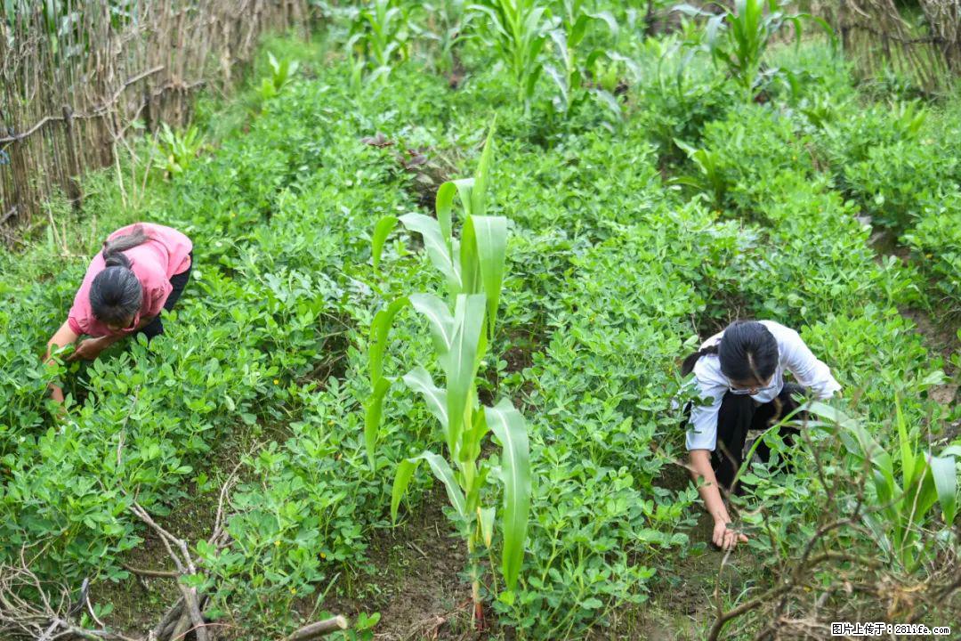 全网追的“扁担女孩”,找了一份暑假工,时薪12元 - 黄冈生活资讯 - 黄冈28生活网 hg.28life.com