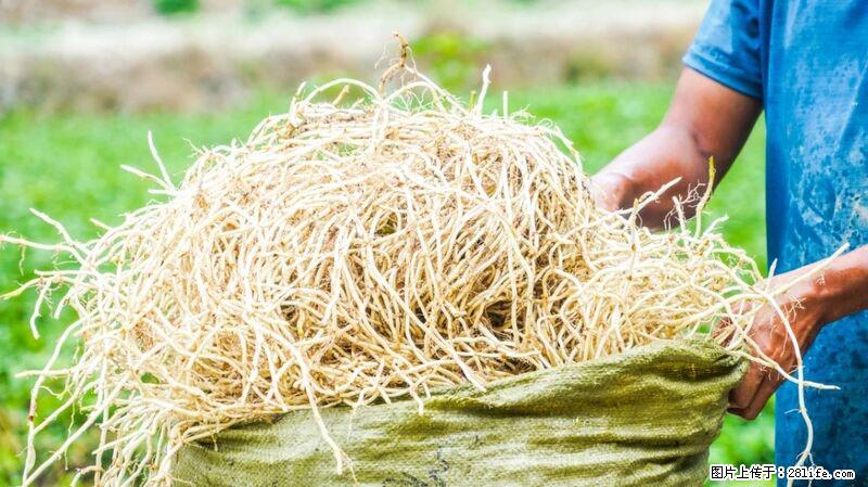 堪称“最难吃”的蔬菜,却是 “抗辐射神器”,还能护肺、清热、止咳化痰! - 黄冈生活资讯 - 黄冈28生活网 hg.28life.com