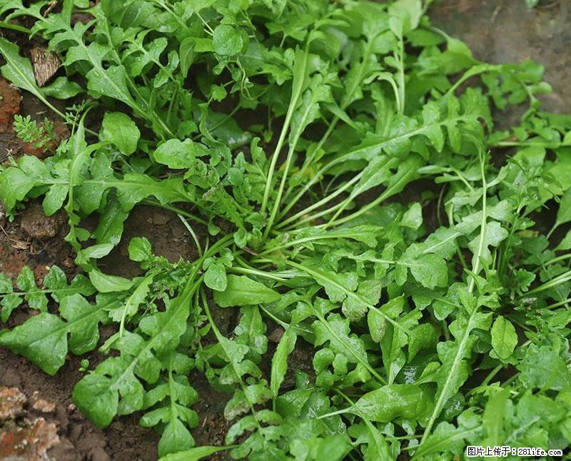 这些蔬菜是“天然钙片”，这6种被医生重点推荐 - 黄冈生活资讯 - 黄冈28生活网 hg.28life.com