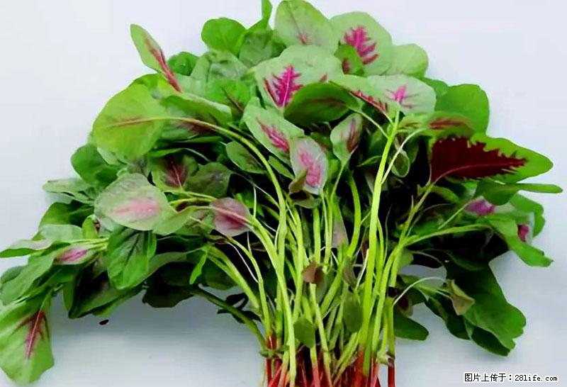 这些蔬菜是“天然钙片”，这6种被医生重点推荐 - 黄冈生活资讯 - 黄冈28生活网 hg.28life.com